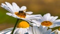 bee takes nectar from a daisy Royalty Free Stock Photo