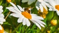 bee takes nectar from a daisy Royalty Free Stock Photo