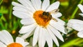 bee takes nectar from a daisy Royalty Free Stock Photo