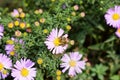 Bee on the aster flower