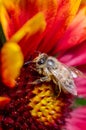 Bee takes pollen from a colourful flower/Bee takes pollen from a colourful flower close up. Pollinations of concept Royalty Free Stock Photo