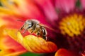 Bee takes pollen from a colourful flower/Bee takes pollen from a colourful flower close up. Pollinations of concept Royalty Free Stock Photo