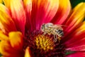 Bee takes pollen from a colourful flower/Bee takes pollen from a colourful flower close up. Pollinations of concept Royalty Free Stock Photo