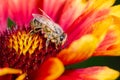 Bee takes pollen from a colourful flower/Bee takes pollen from a colourful flower close up. Pollinations of concept Royalty Free Stock Photo