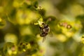 Bee taking nectar from blossom of Euphorbia plant