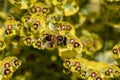 Bee taking nectar from blossom of Euphorbia plant