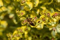 Bee taking nectar from blossom of Euphorbia plant