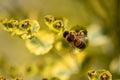 Bee taking nectar from blossom of Euphorbia plant