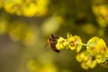 Bee taking nectar from blossom of Euphorbia plant