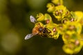 Bee taking nectar from blossom of Euphorbia plant