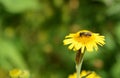 Bee taking nectar from a fleabane flower