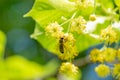 Bee taking nectar from lime tree Royalty Free Stock Photo