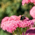 Bee taking off from a sedum flower Royalty Free Stock Photo