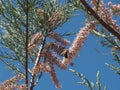 Bee on tamarisk flower in springtime