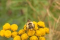 Bee on Tansy Flower Royalty Free Stock Photo
