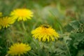 Bee and Taraxacum officinale as dandelion or common dandelion. Polish name \