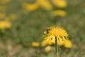 Bee and Taraxacum officinale as dandelion or common dandelion. Polish name \