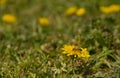 Bee and Taraxacum officinale as dandelion or common dandelion. Polish name \