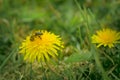 Bee and Taraxacum officinale as dandelion or common dandelion. Polish name \