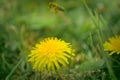 Bee and Taraxacum officinale as dandelion or common dandelion. Polish name \