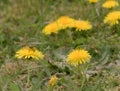 Bee and Taraxacum officinale as dandelion or common dandelion. Polish name \