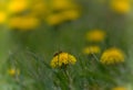 Bee and Taraxacum officinale as dandelion or common dandelion. Polish name \