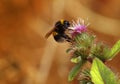 Bee on thistle Royalty Free Stock Photo