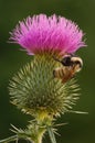 Bee on Thistle Royalty Free Stock Photo