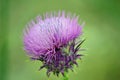 Bee Thistle Royalty Free Stock Photo