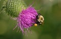 Bee on Thistle