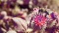 Bee on thistle flower. Full spectrum abstract vision