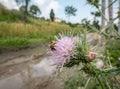 Bee on a Thistle Flower Royalty Free Stock Photo