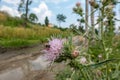 Bee on a Thistle Flower Royalty Free Stock Photo