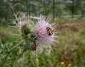 Bee on a Thistle Flower Royalty Free Stock Photo