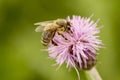 Bee on thistle