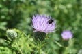 Bee on thistle Royalty Free Stock Photo