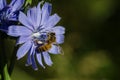 Bee Tirelessly Gathering Pollen from a Tiny Blue Flower Royalty Free Stock Photo