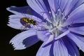 Bee Tirelessly Gathering Pollen from a Tiny Blue Flower Royalty Free Stock Photo