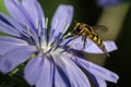 Bee Tirelessly Gathering Pollen from a Tiny Blue Flower Royalty Free Stock Photo