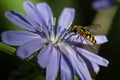 Bee Tirelessly Gathering Pollen from a Tiny Blue Flower Royalty Free Stock Photo