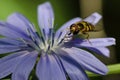 Bee Tirelessly Gathering Pollen from a Tiny Blue Flower Royalty Free Stock Photo