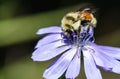 Bee Tirelessly Gathering Pollen from a Tiny Blue Flower Royalty Free Stock Photo