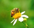 Bee to a flower. Royalty Free Stock Photo