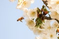 A bee is about to pollinate beautiful white blossom and a blue sky in the background Royalty Free Stock Photo