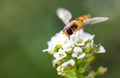 Bee Royalty Free Stock Photo