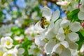 Bee toil on the flowers of the Apple tree Royalty Free Stock Photo