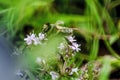 Bee toiler collects nectar from wildflowers to create the tastiest honey in the world