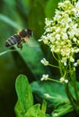 A bee toiler collects pollen from flowers and herbs Royalty Free Stock Photo