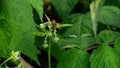 The bee-toiler on the flowers of raspberry