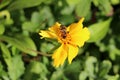 Bee on top of small bright yellow flower surrounded with dense green leaves in local home garden Royalty Free Stock Photo